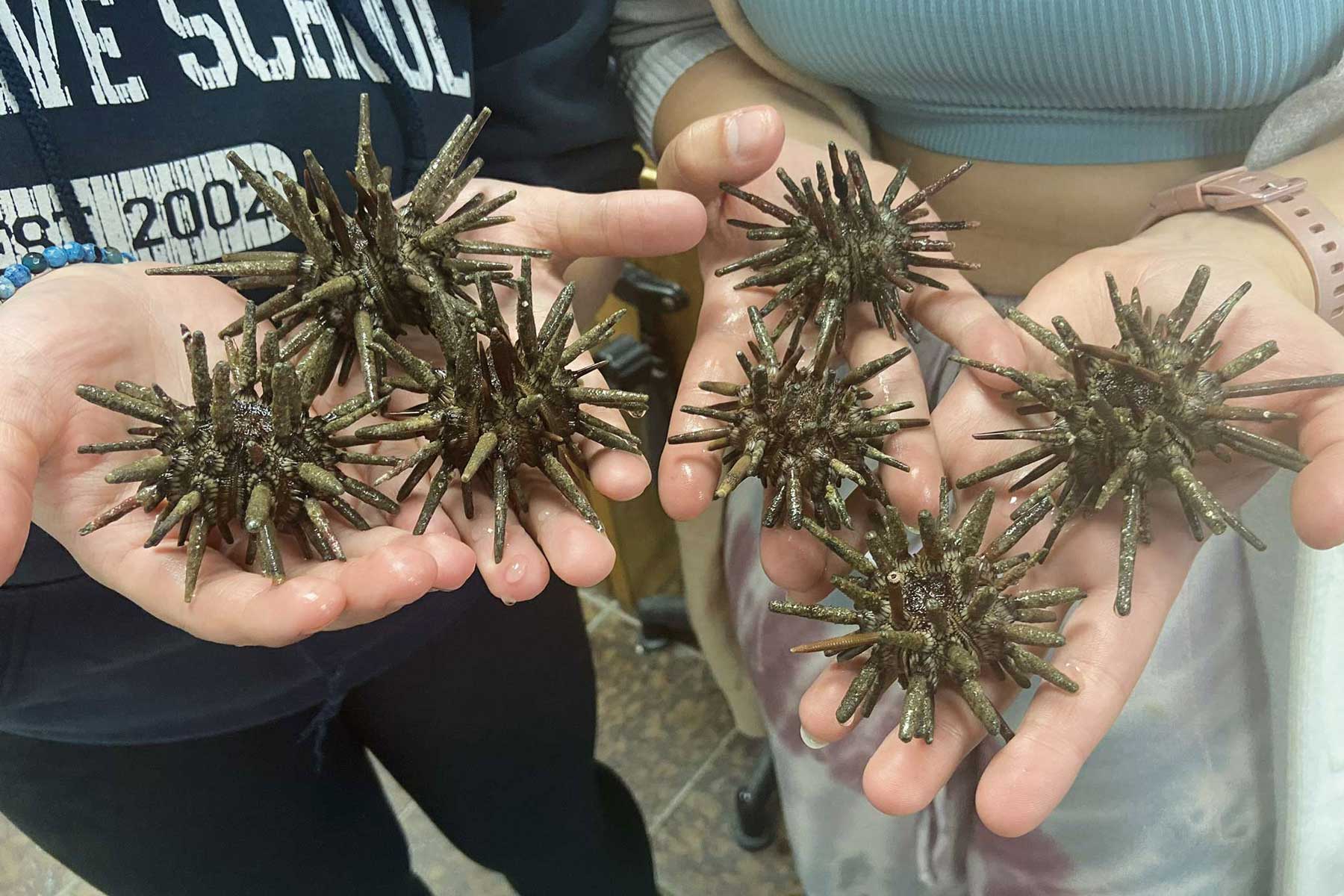 Students hold sea urchins in their hands
