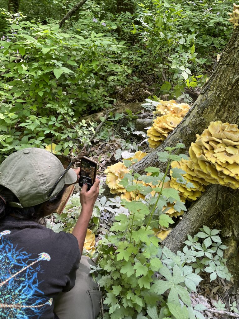 Aishwarya Veerabahu takes a photo of golden oyster mushrooms in a forest