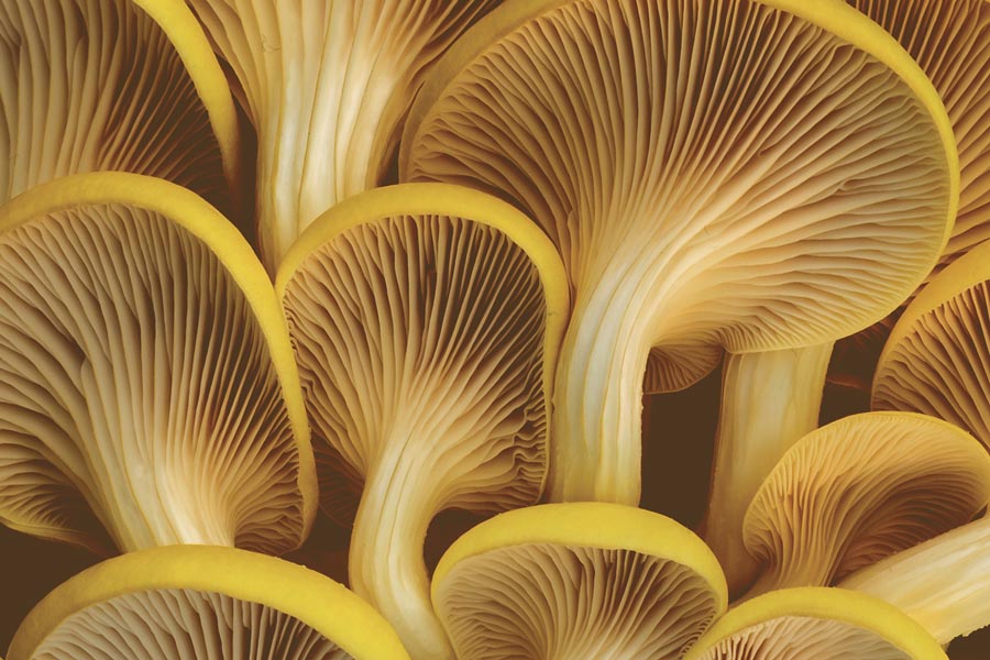 How did these mushrooms escape?