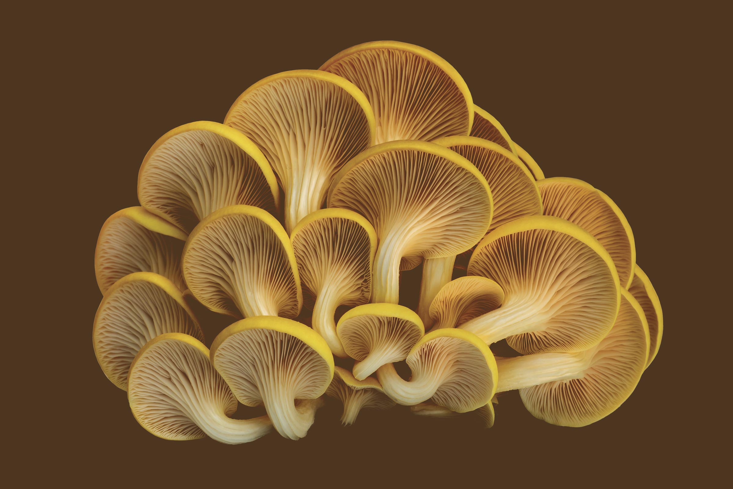 Cluster of golden oyster mushrooms